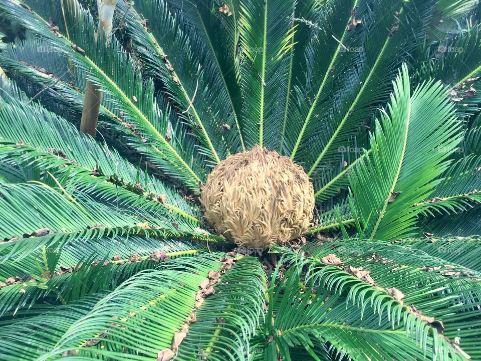 Sego palm 