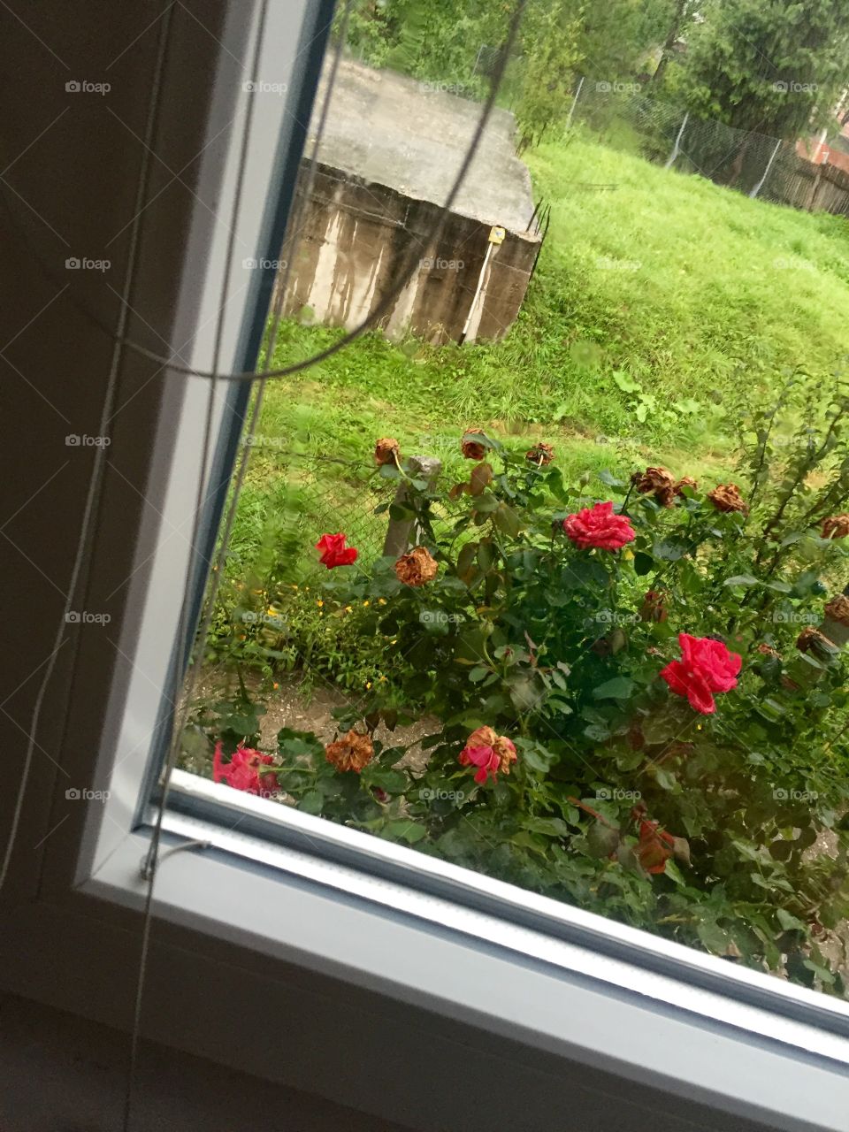 Rainy day through the window