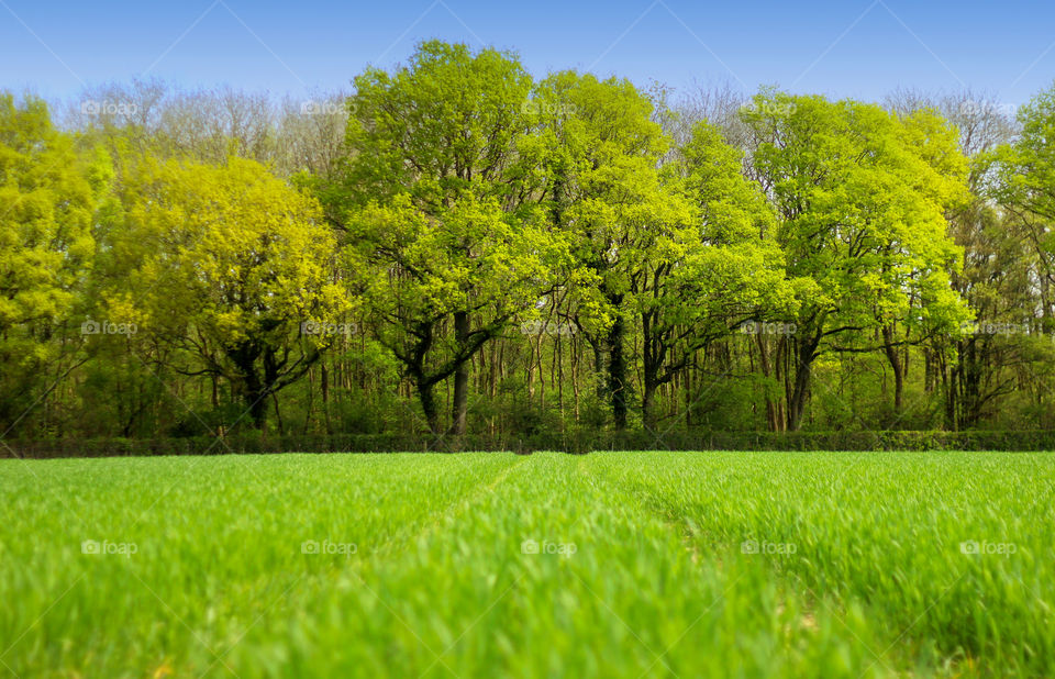 View of grassy field