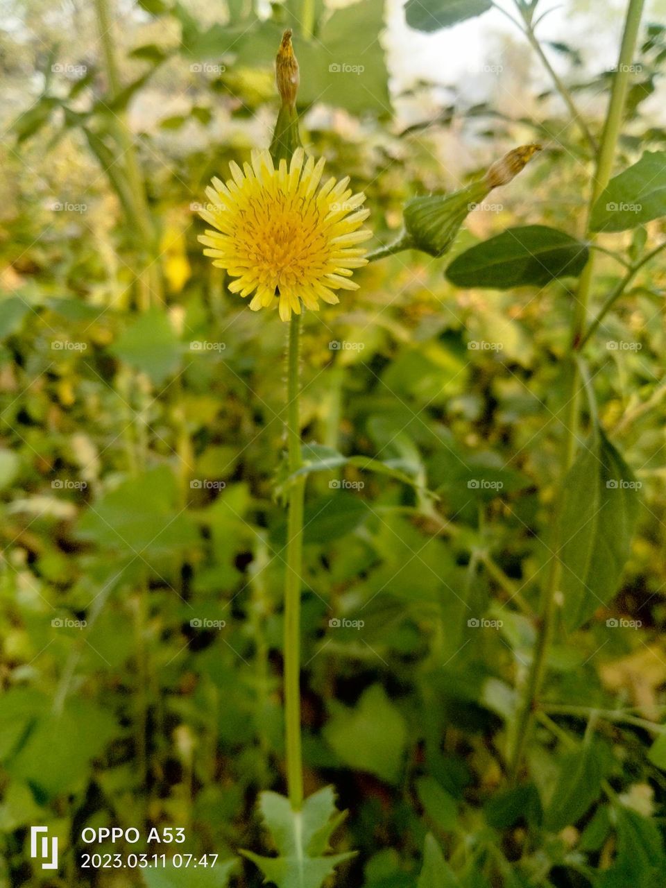 perityle Emoryi 💐