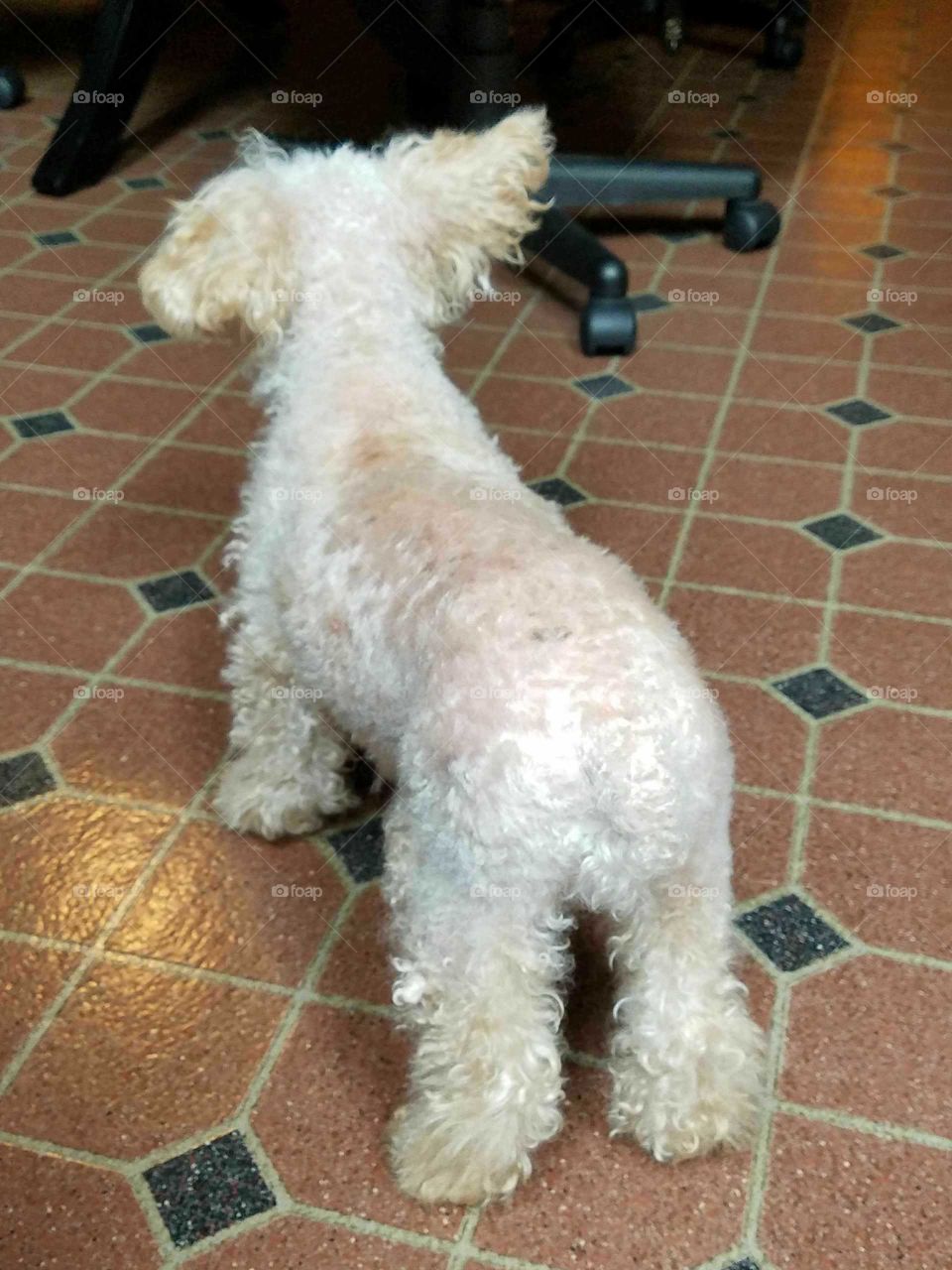 White Poodle standing back too.