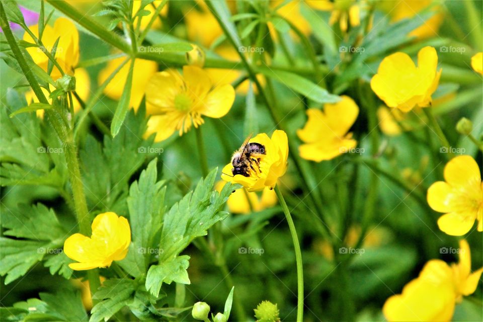 bee