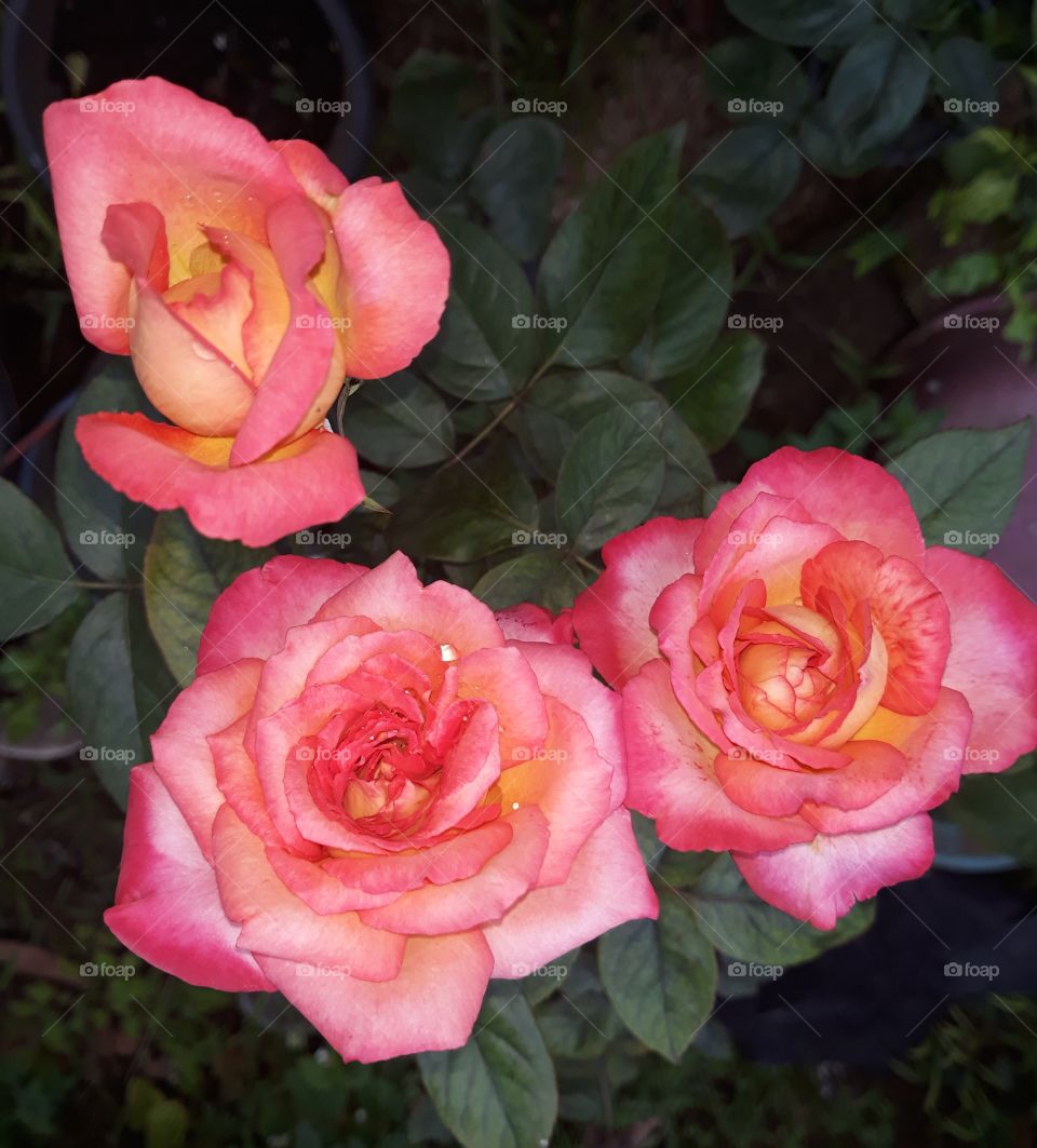 bunch of pink roses with dew drops