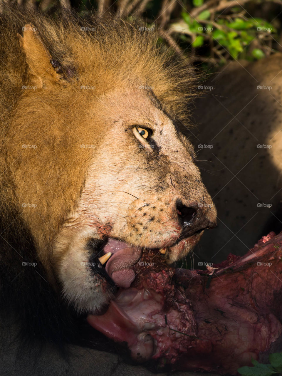 East African Lion (Panthera leo melanochaita)_Maasai Mara_Kenya