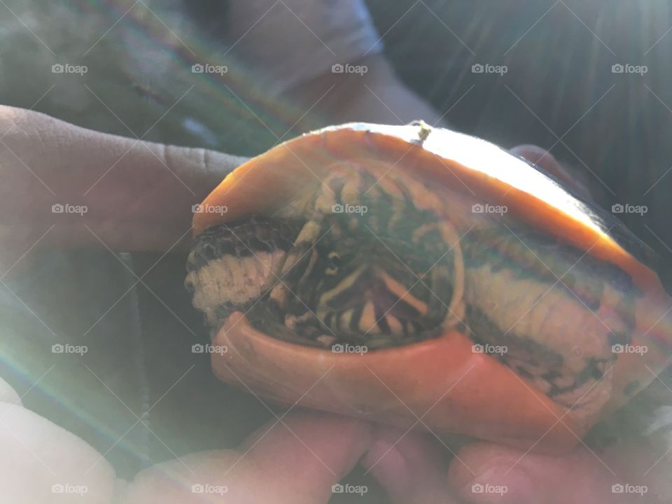 Found a wild box turtle 🐢