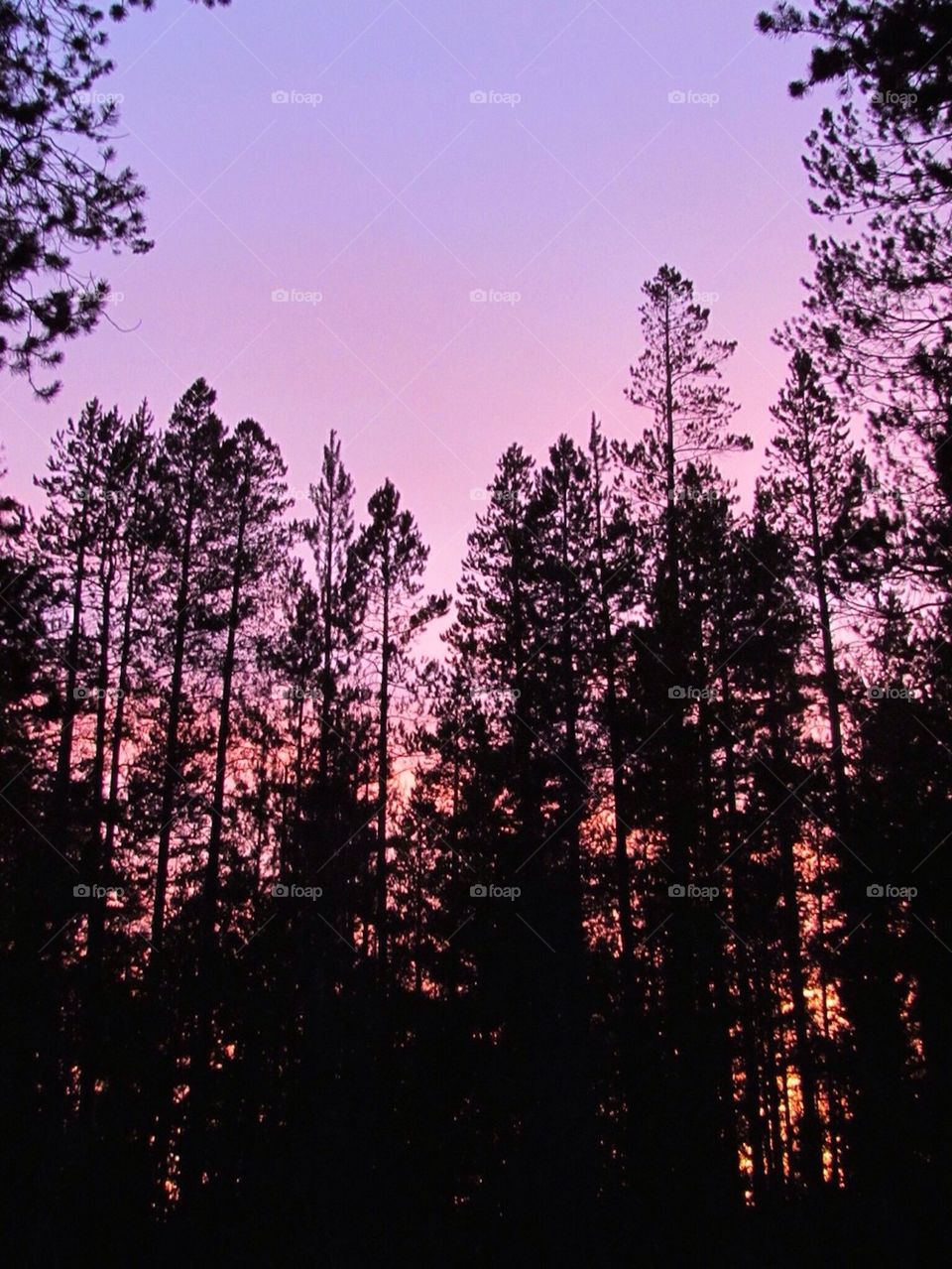 Purple Sky Of Mine