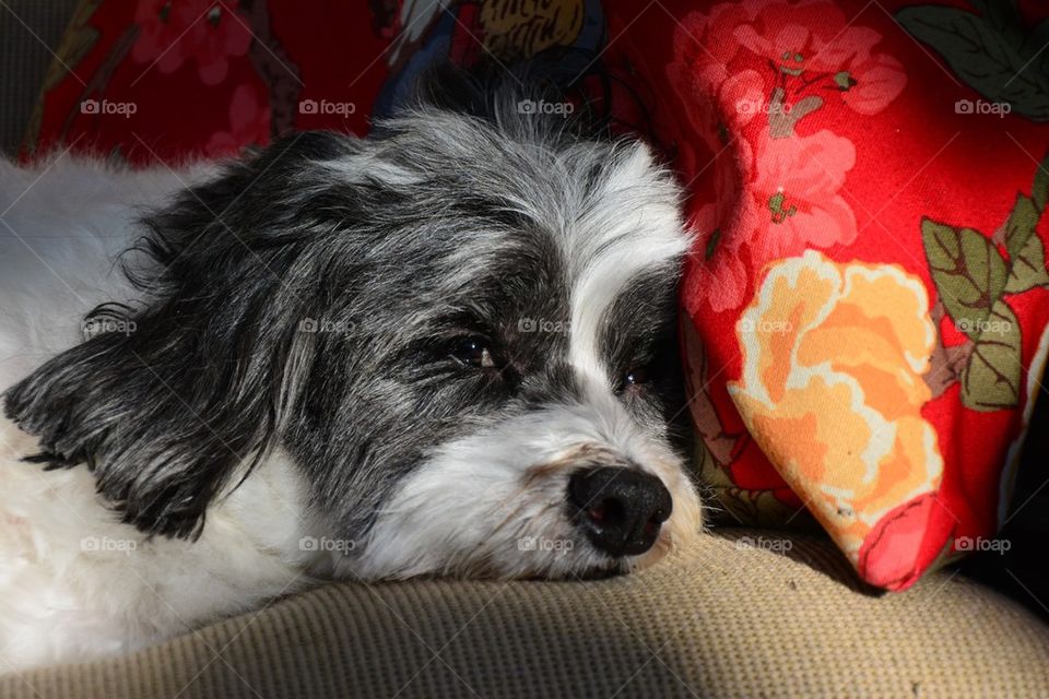 nap time multipoo sleepy by tfmiller