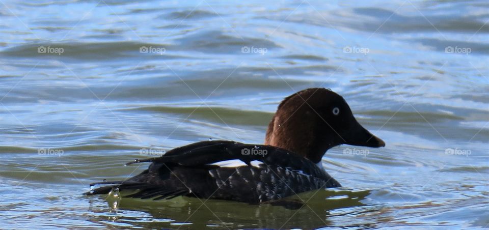 Common goldeneye