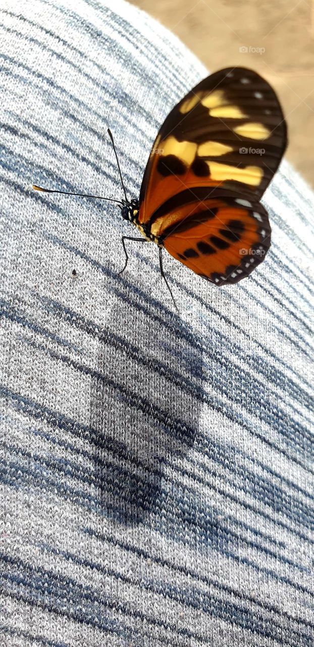 Beautiful butterfly, of various colors, with red, black and brown touches, perched on a soft blue canvas. intense colors, natural beauty
reflects its leftover