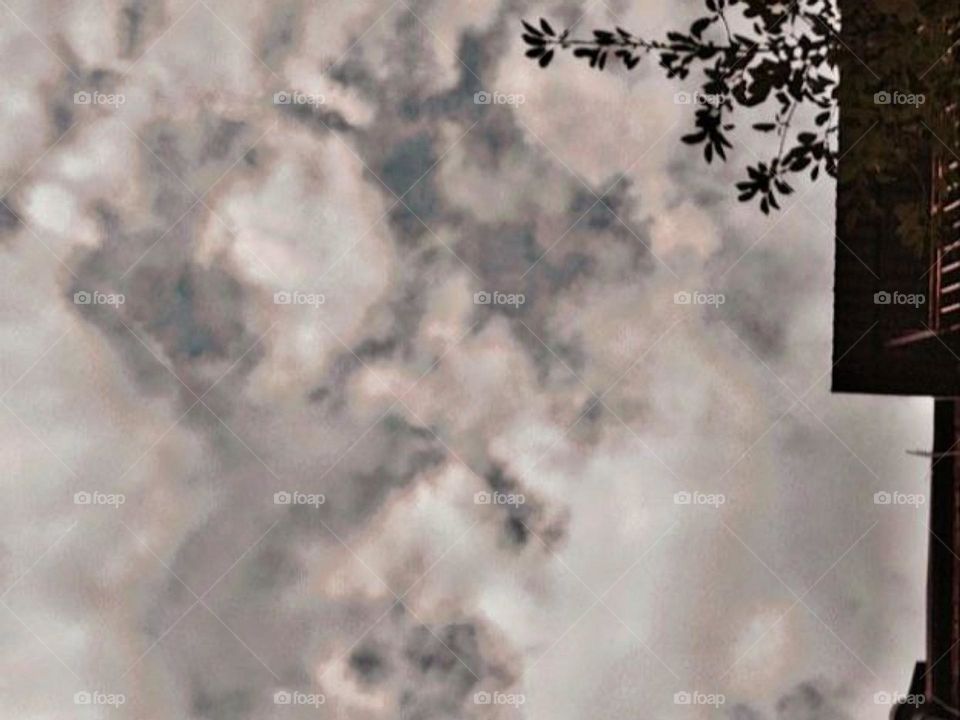 nature, tree, trees, foliage, fox trees, sky, tree against the sky, oboaka, fluffy oboaka, sweet oboaka, atmosphere, atmospheric photo