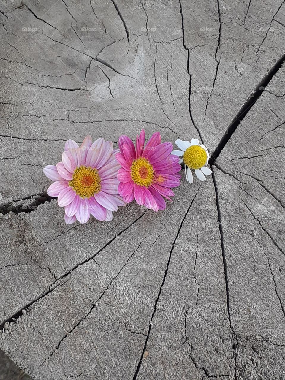 florcitas y tronco cortado