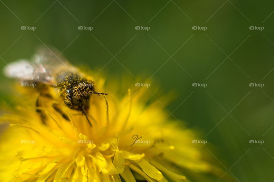 Bee