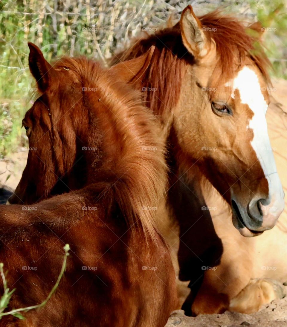 Wild Horses Resting on Desert Sand