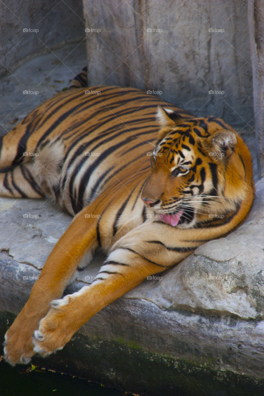 THE BENGAL TIGER IN PATTAYA THAILAND