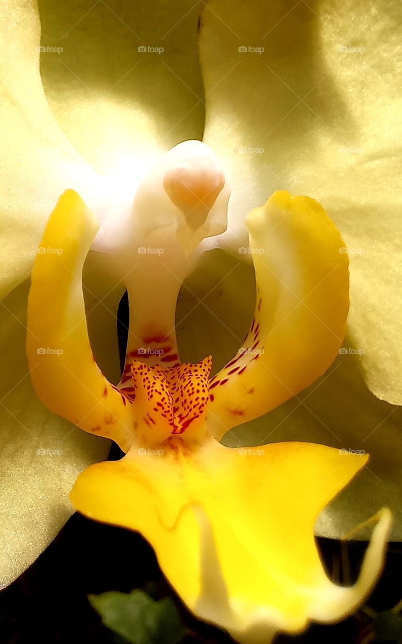 close-up of yellow rose flower