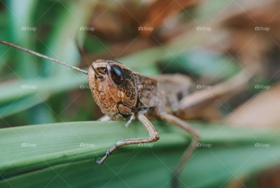 Locust on green grass
