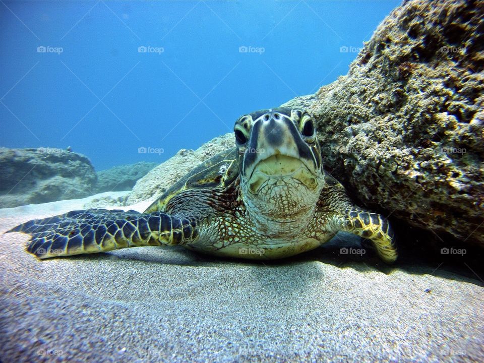 Curious Sea Turtle 