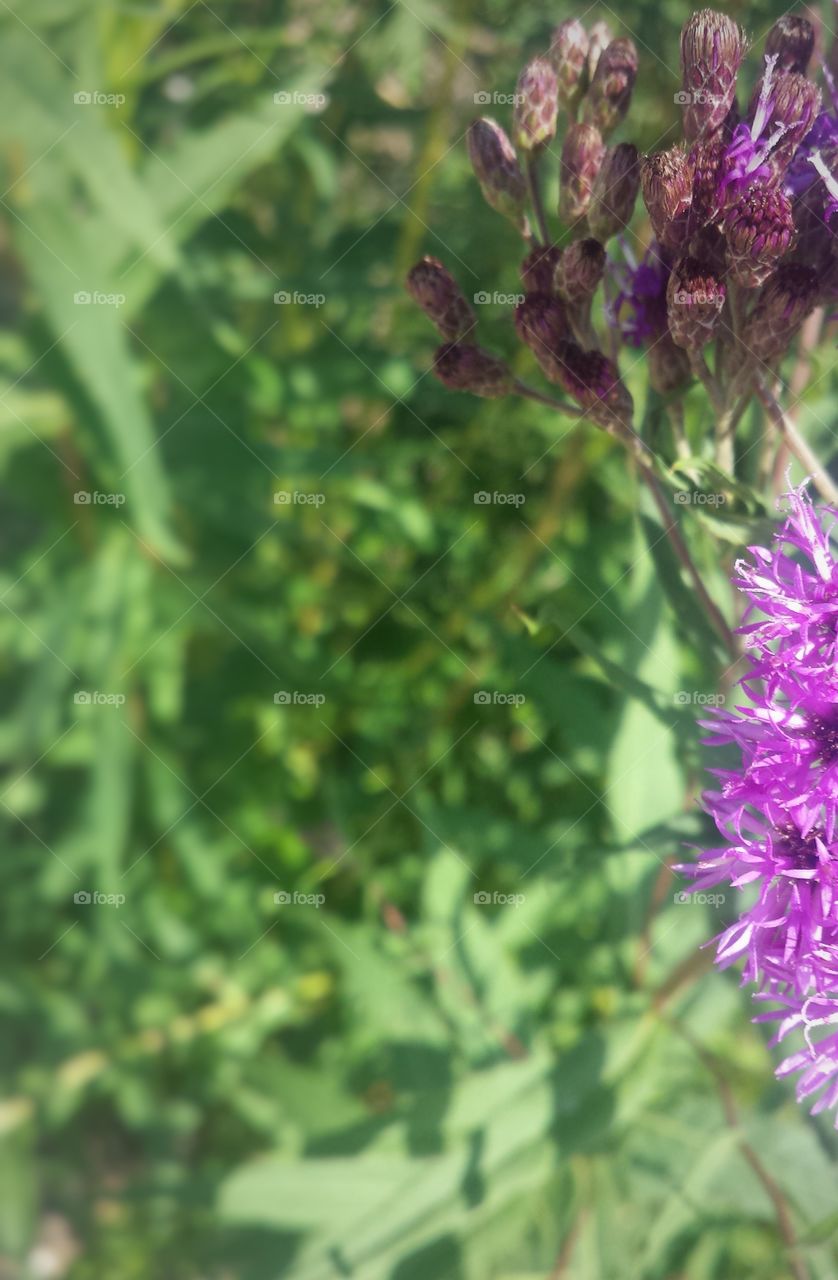 Tall Purple Flowers