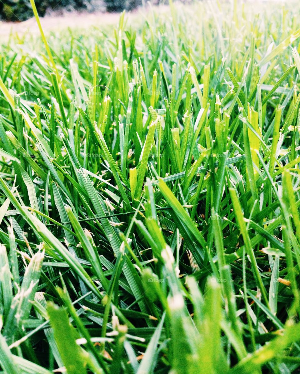 Fresh cut grass.. Freshly cut green grass.