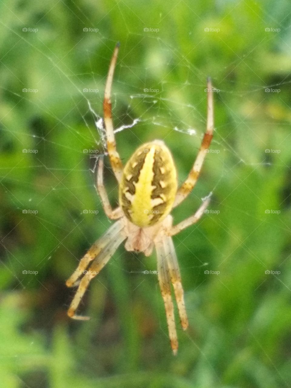 beautiful amazing spider on web