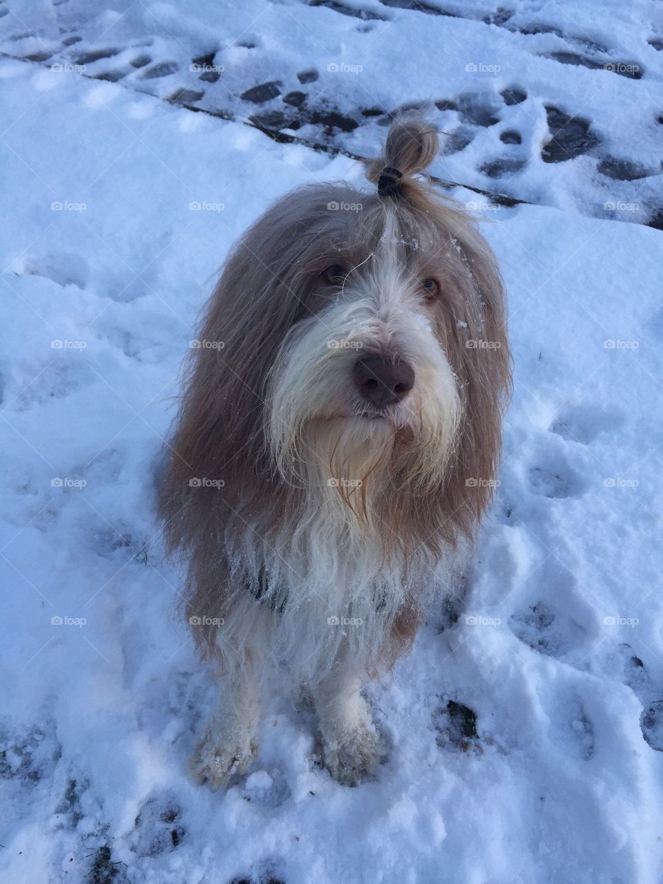 Snow dog