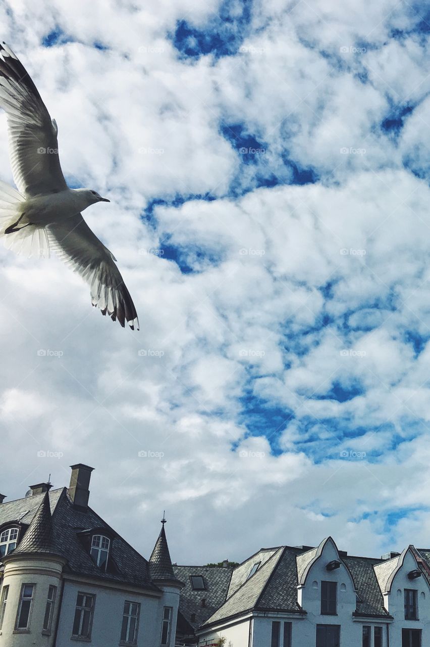 Bird, No Person, Sky, Architecture, Travel