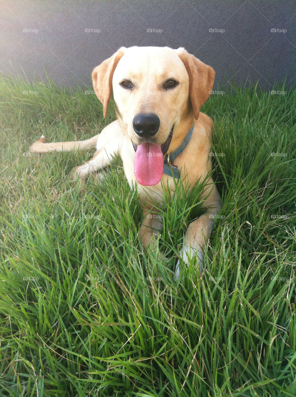 green grass dog cute by nectarb