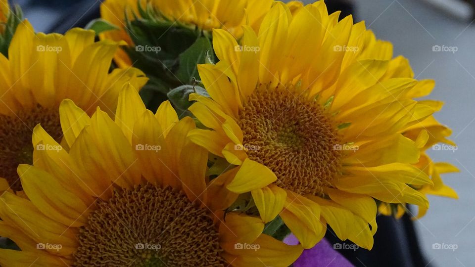 Sunflowers