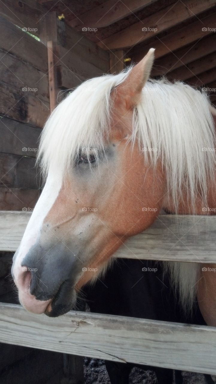 beautiful horse