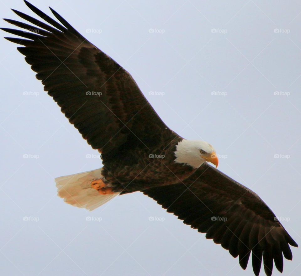 Bald Eagle in Flight