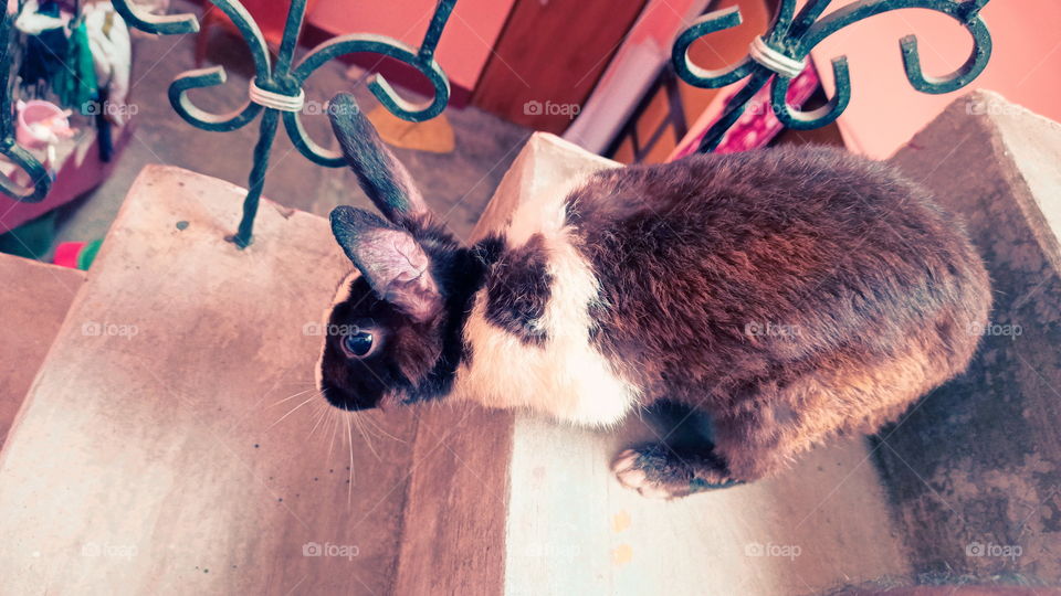 Rabbit Nice Look India