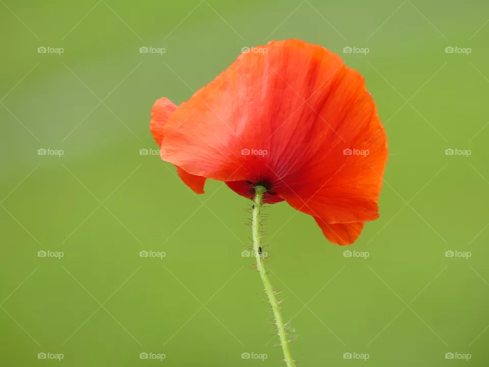 Poppy