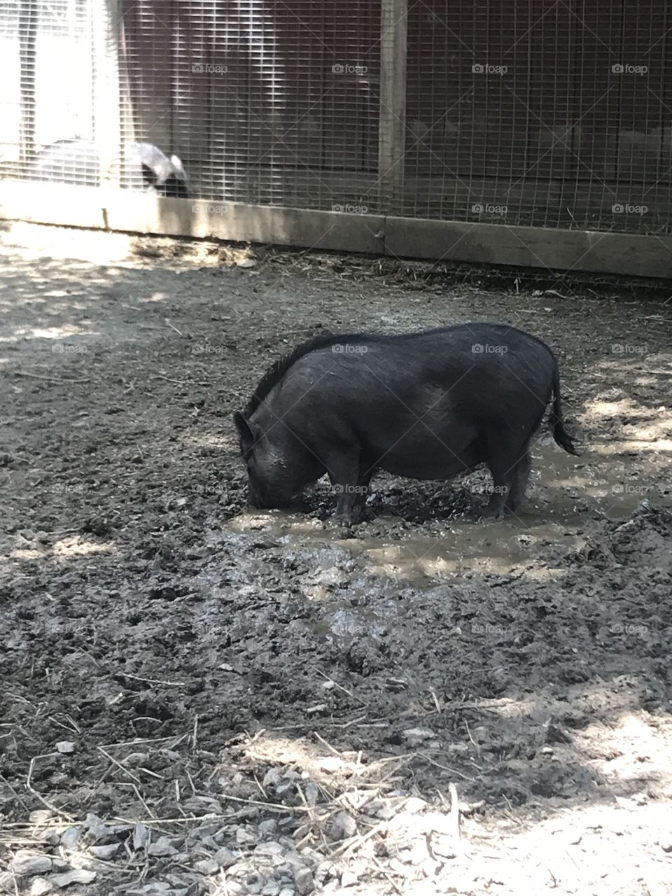 Pig enjoying the mud in the shade.