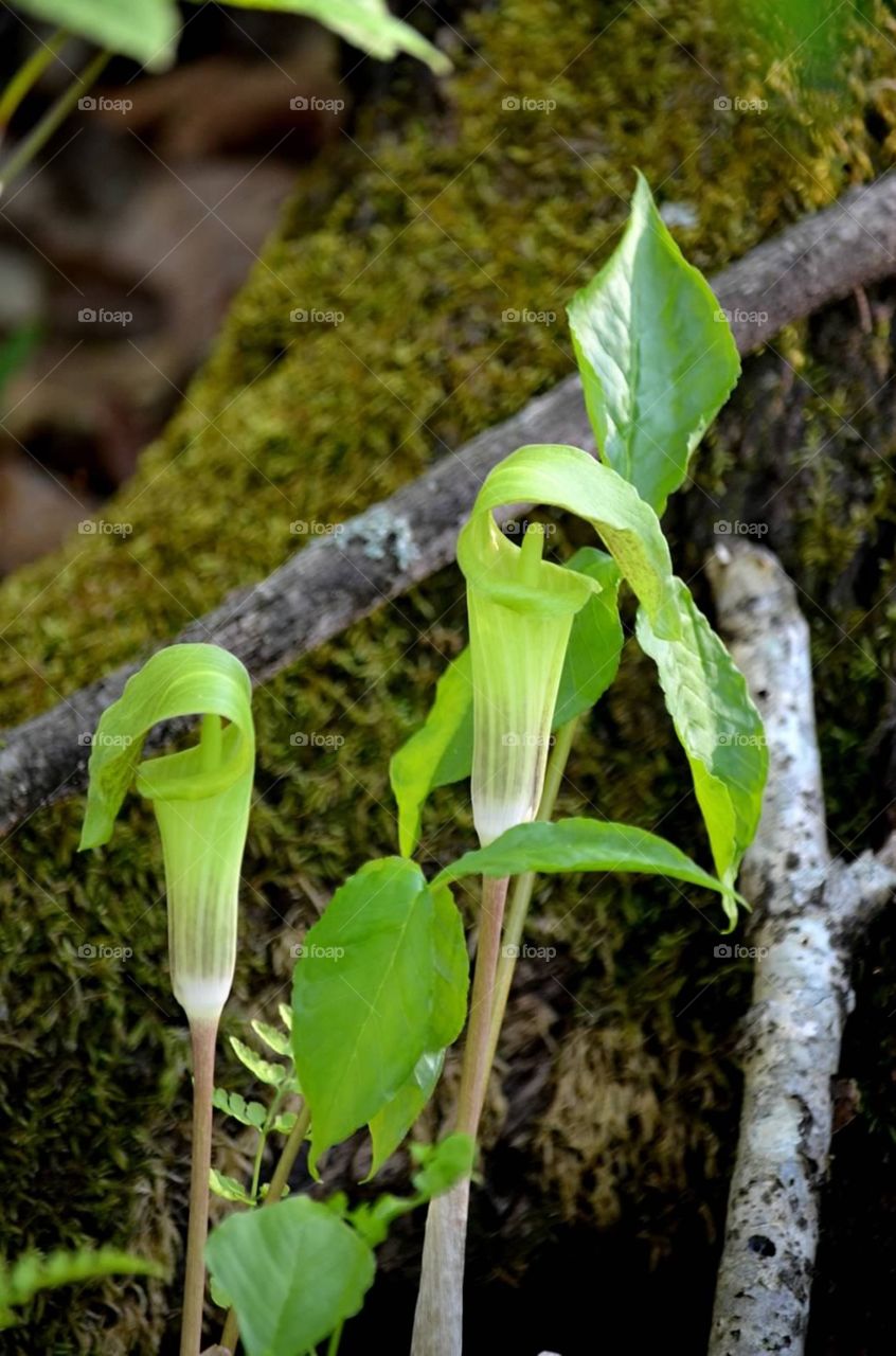 Jack-in-the-pulpit. Jack-in-the-pulpit