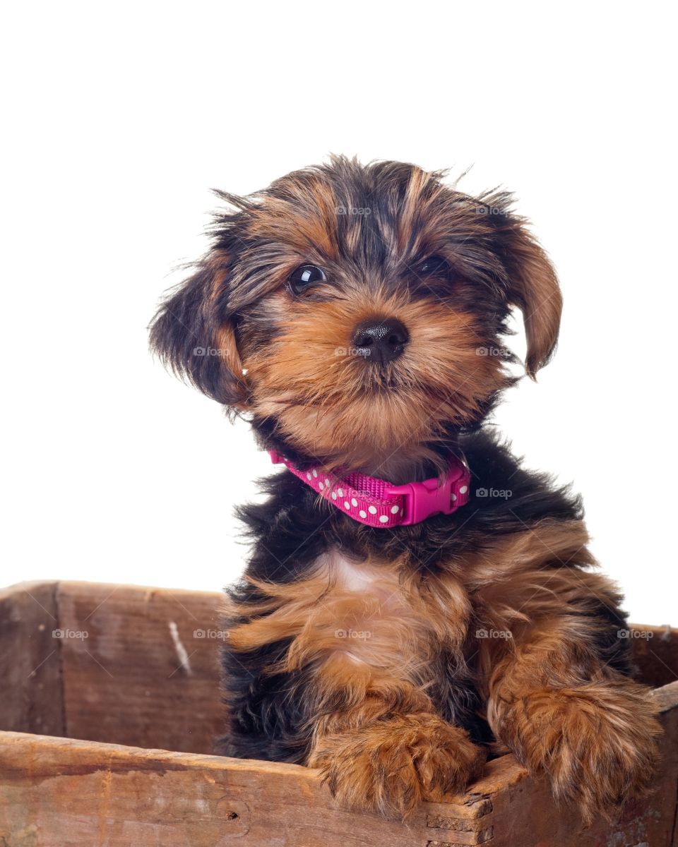 Molly is a Yorkie puppy