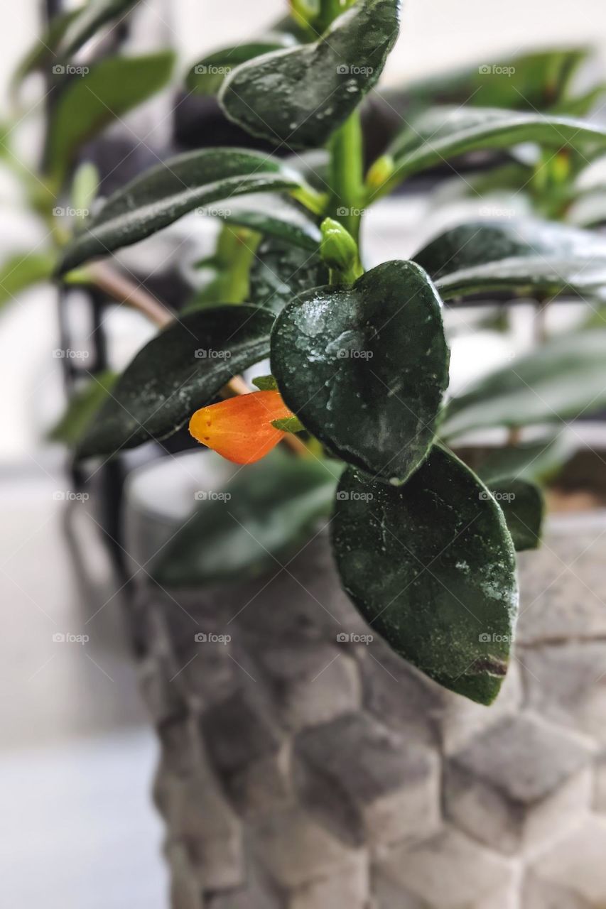 Snapdragon, Goldfish