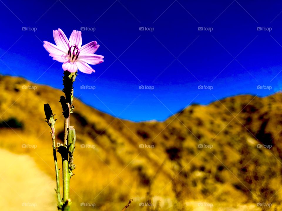 Pink flower blue sky mountain golden California 