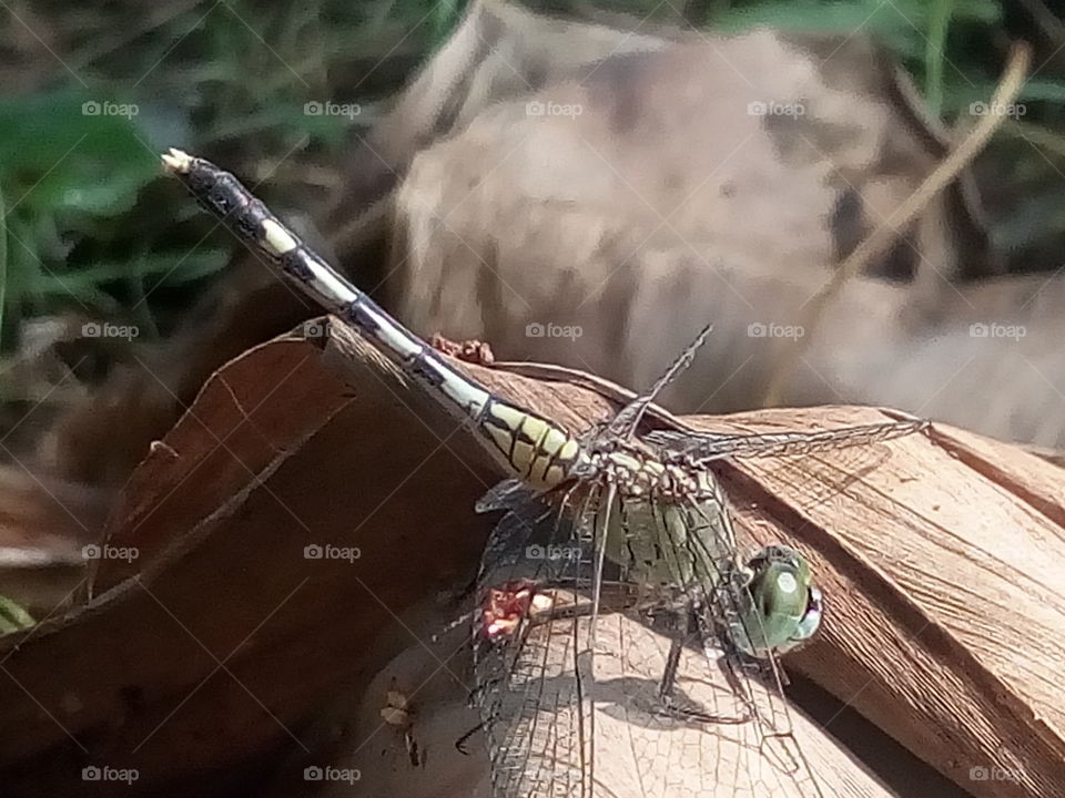 dragonfly 2018-01-22 003 
#আমার_চোখে #আমার_গ্রাম #nature #dragonfly  #animalia #arthropoda #insecta #odonata