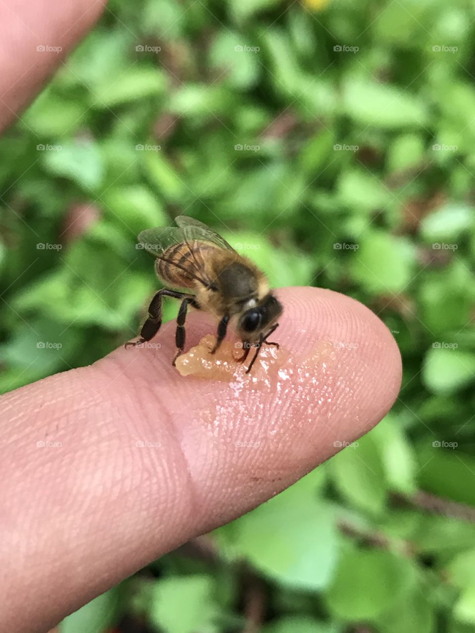 Bee eating honey on finger