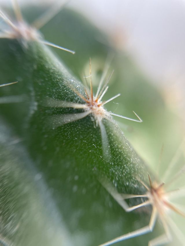 Cactus flowers 