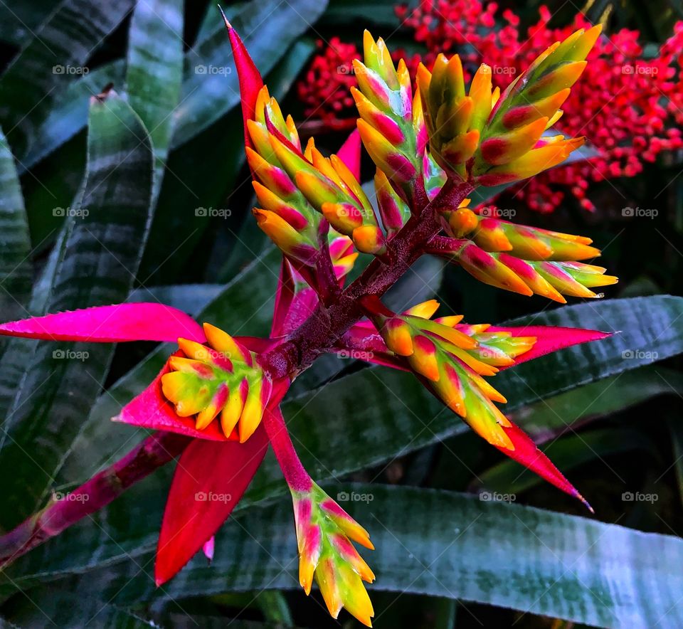 Red, yellow, and green plant—taken in Chicago, Illinois 