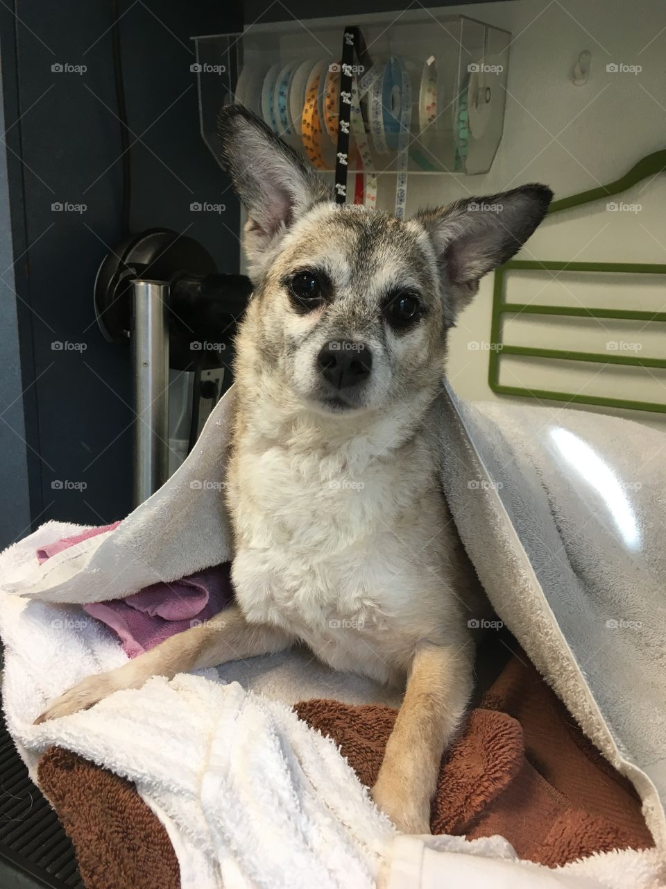Annie, Senior Chihuahua mix shelter dog 