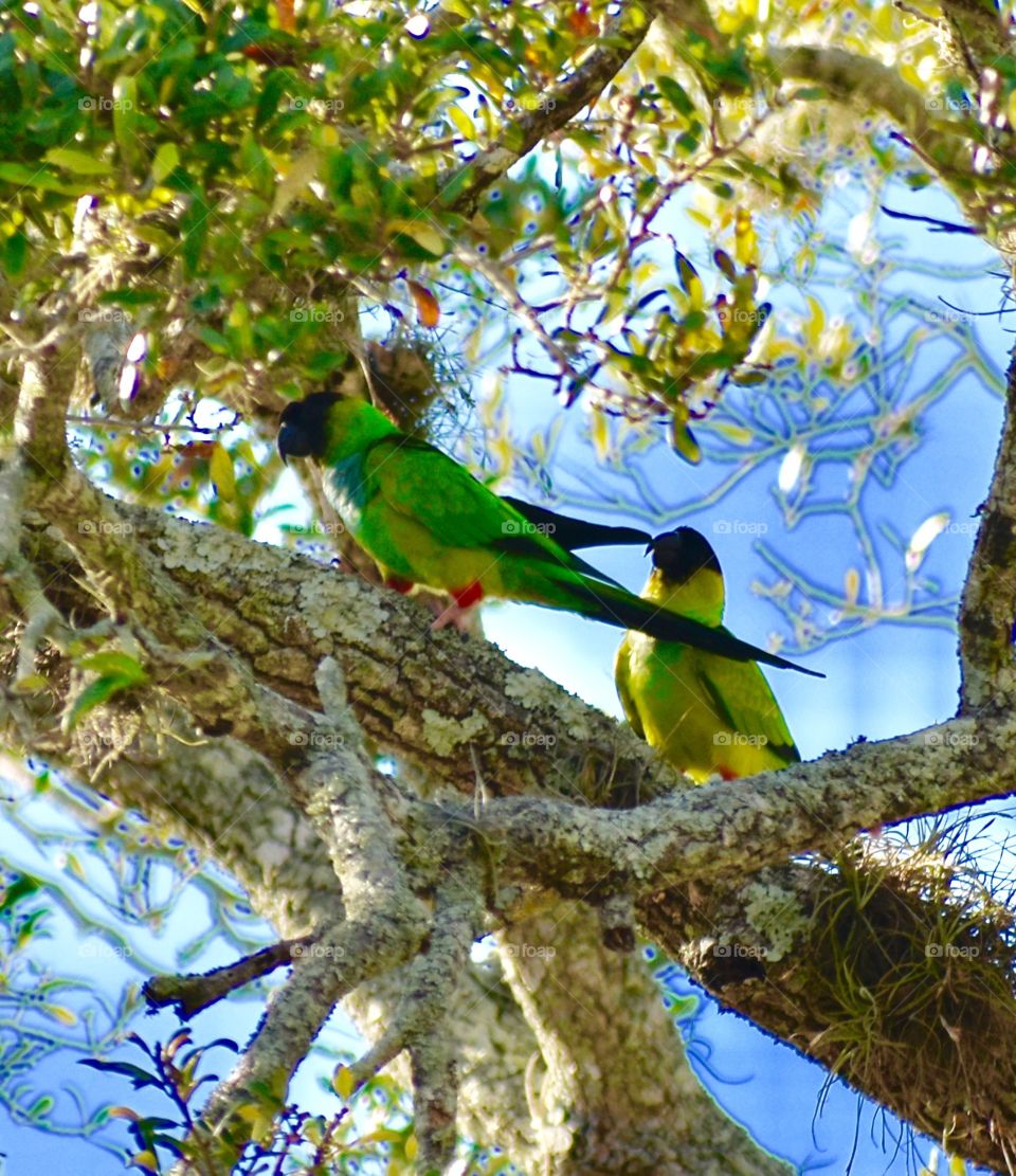 Green parrots 
