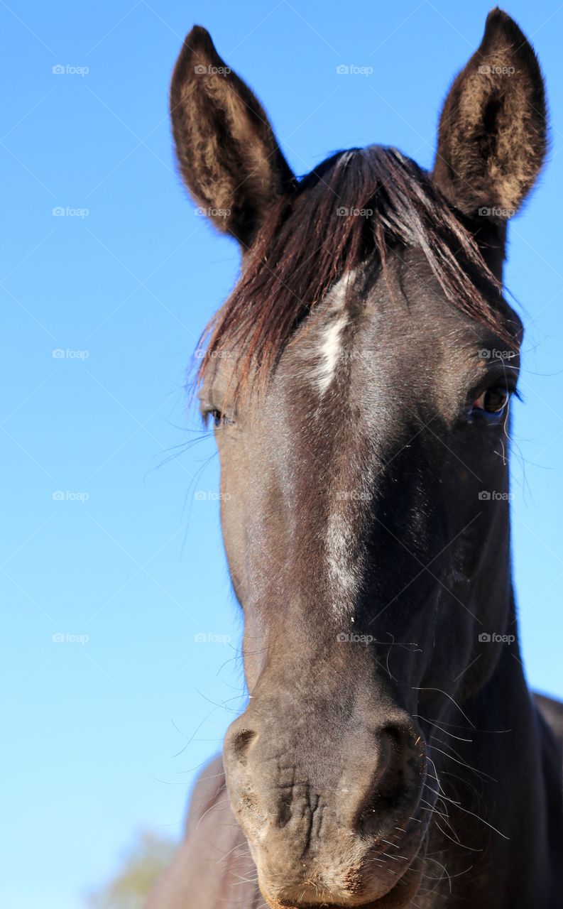 Wild Mustang Horse with white blaze, Headshot set against blue sky