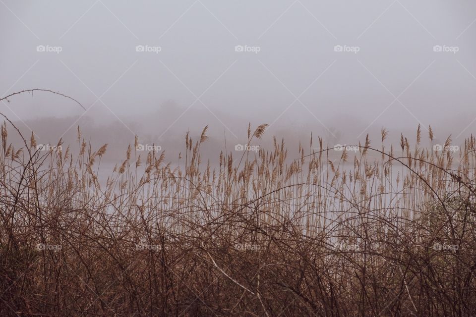 Tall Grass Surrounds A Lake In The Fog, Landscape Photography, Must Around The Lake, New York Landscape, East Hamptons Landscape