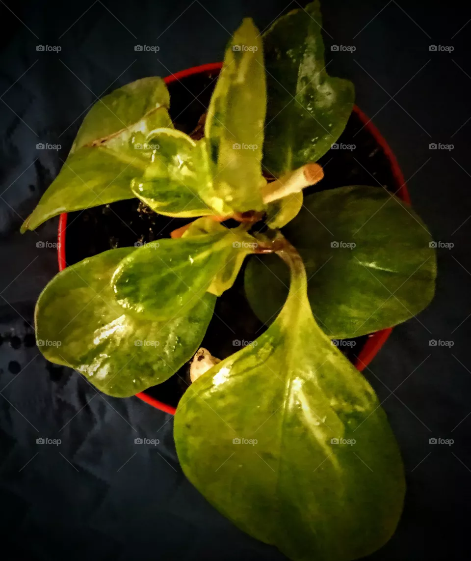 plant