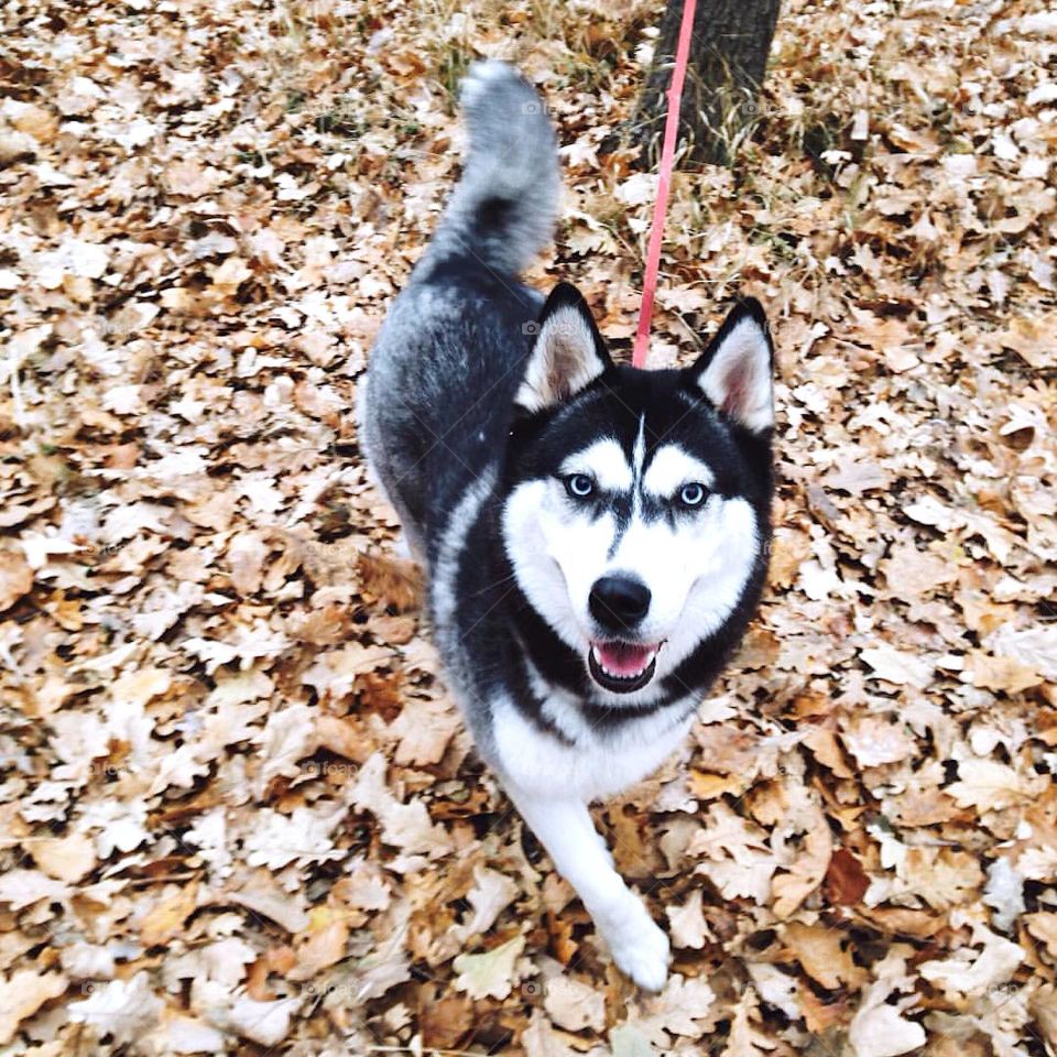 Husky dogs