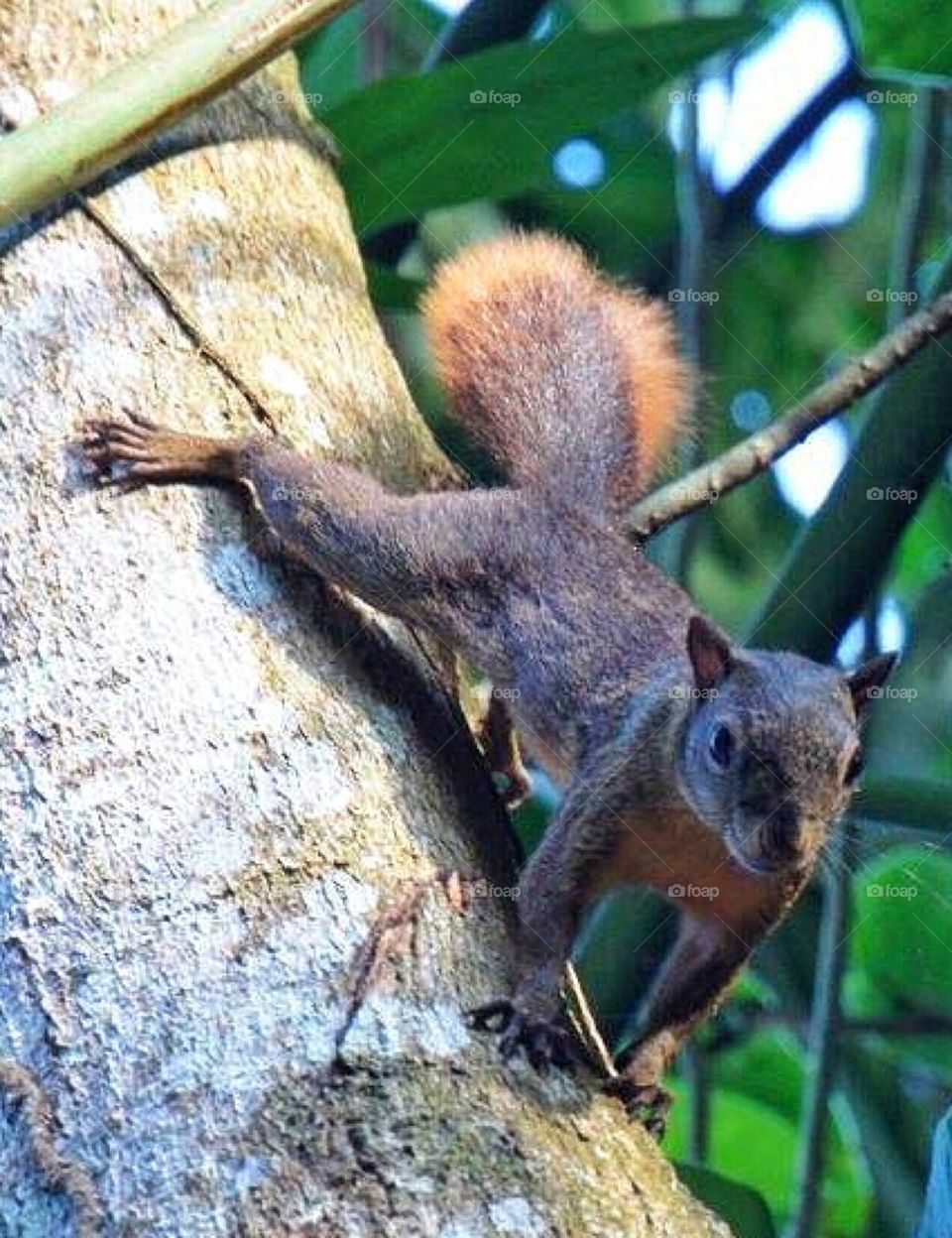 Squirrel in a tree