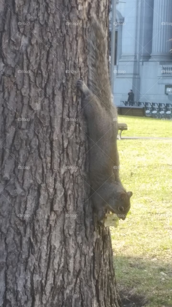 Squirrel chilling upside down eating an apple in the park