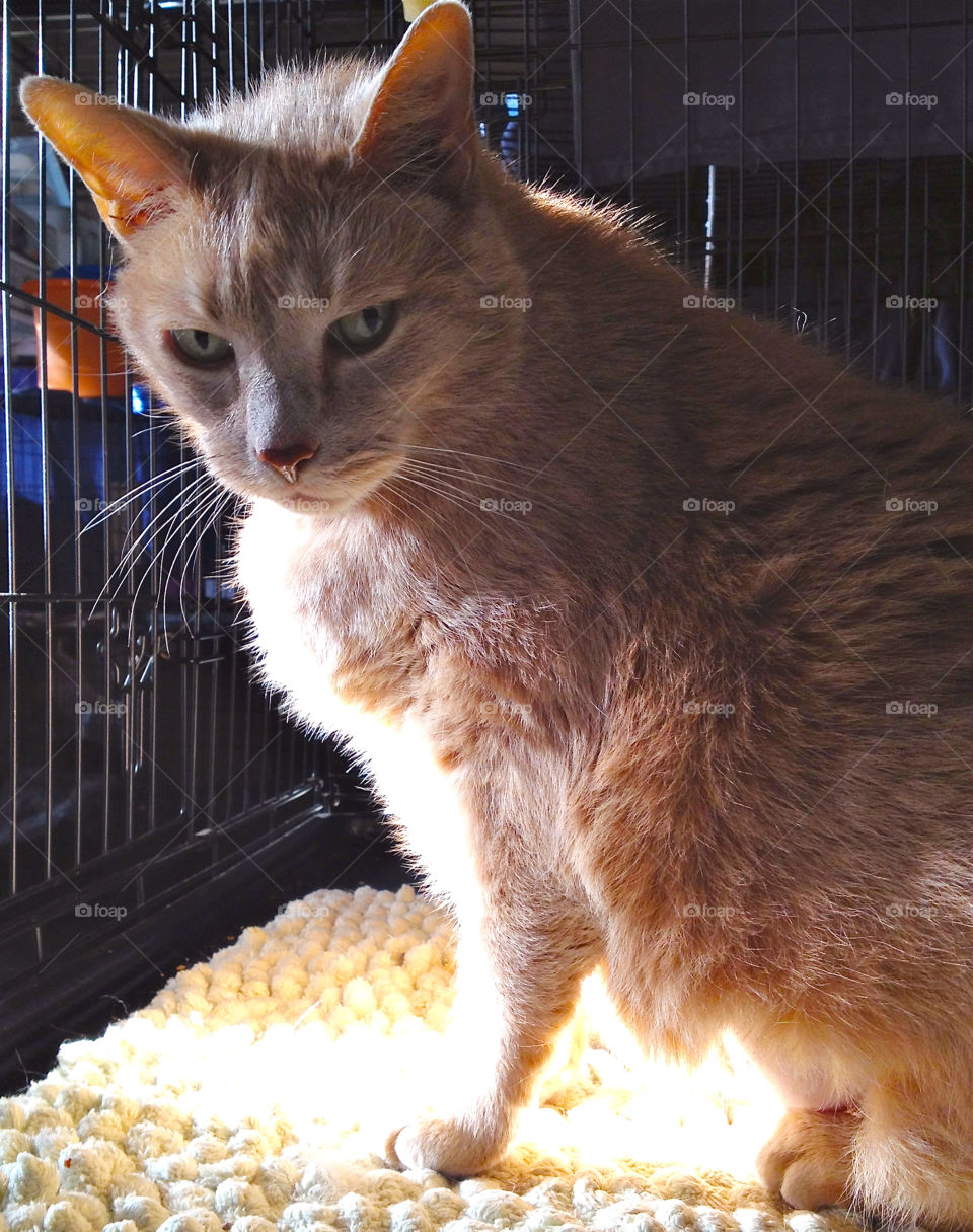 Harry, an elderly cat abandoned after his owner died, was about to be euthanized before someone came in to save him. 